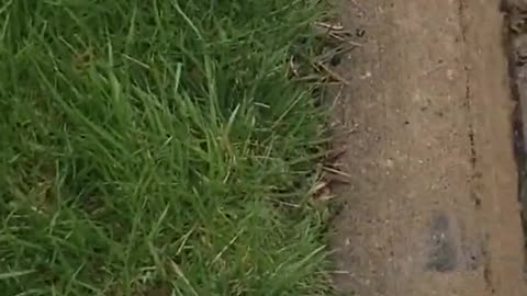 School Bus Drives on Wet Pavement