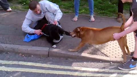 Dogs Fighting in Derby