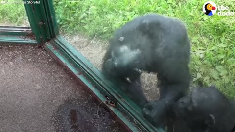 SMART Chimp Asks Zoo Visitors For Drink | The Dodo