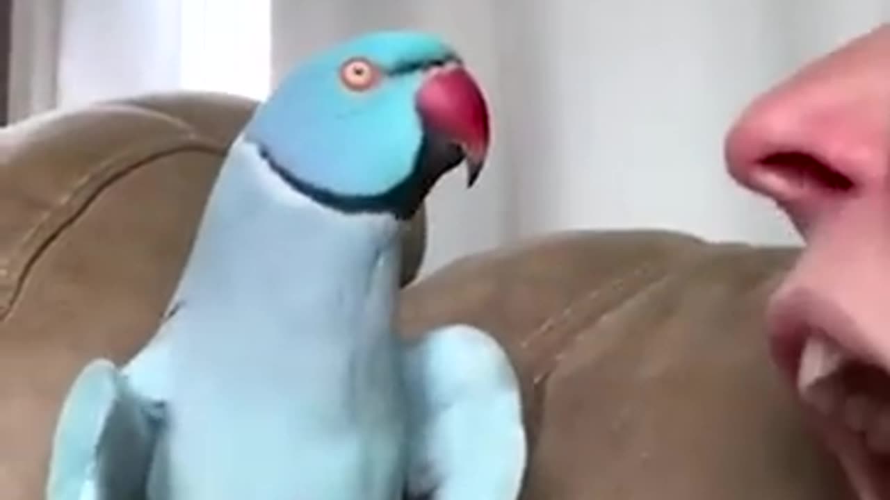 parrot talking with his owner