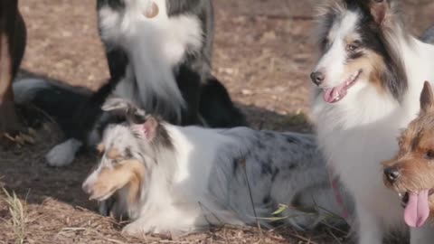 Emotional and Hilarious Dog Videos to Brighten Your Day! 🐾😊 | Funniest Dogs Videos