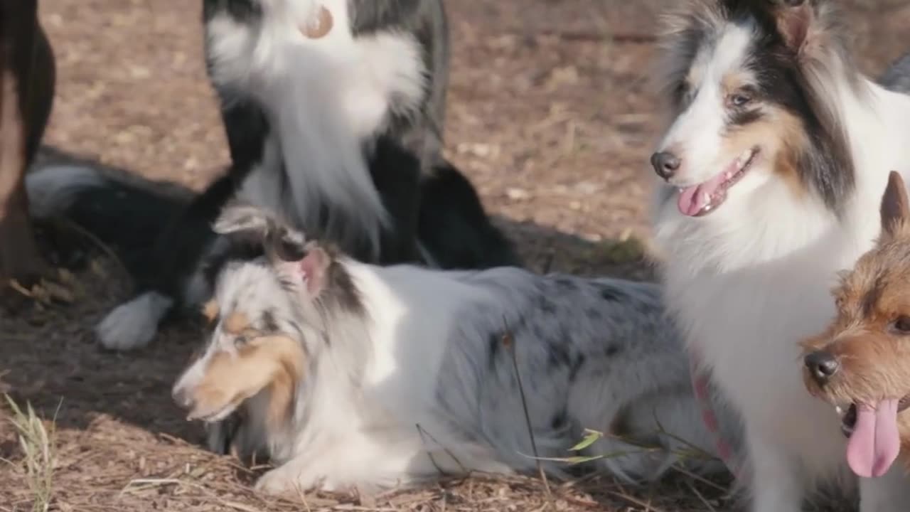 Emotional and Hilarious Dog Videos to Brighten Your Day! πΎπ | Funniest Dogs Videos
