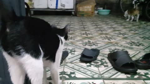 Sharing My Cute Pets Cat and Puppy Dog Funny Moment | Viral Cat