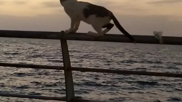 crazy cat