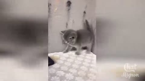 funny cats videos
