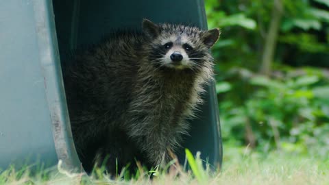 Il PROCIONE come ANIMALE DOMESTICO ❌ È LEGALE?