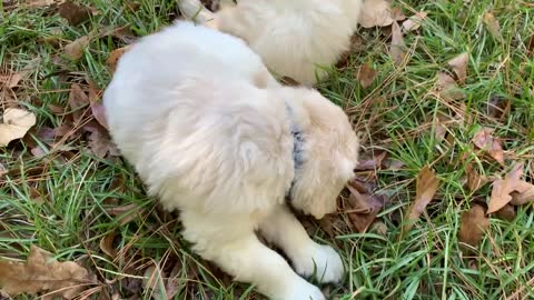 Thunder and Louie (2)