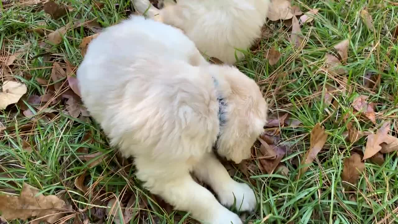 Thunder and Louie (2)
