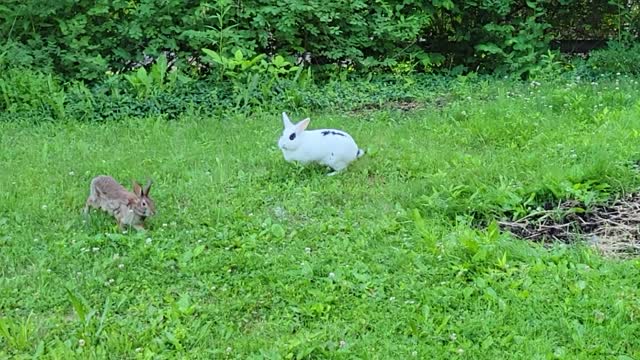 Pet rabbit meets wild rabbit for the first time