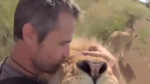 Lion Love