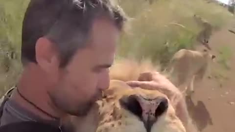Lion Love