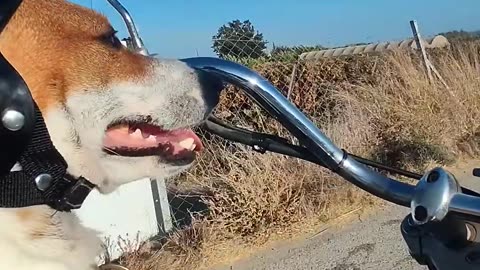 Jack Russell Terrier Enjoys a Motorcycle Ride