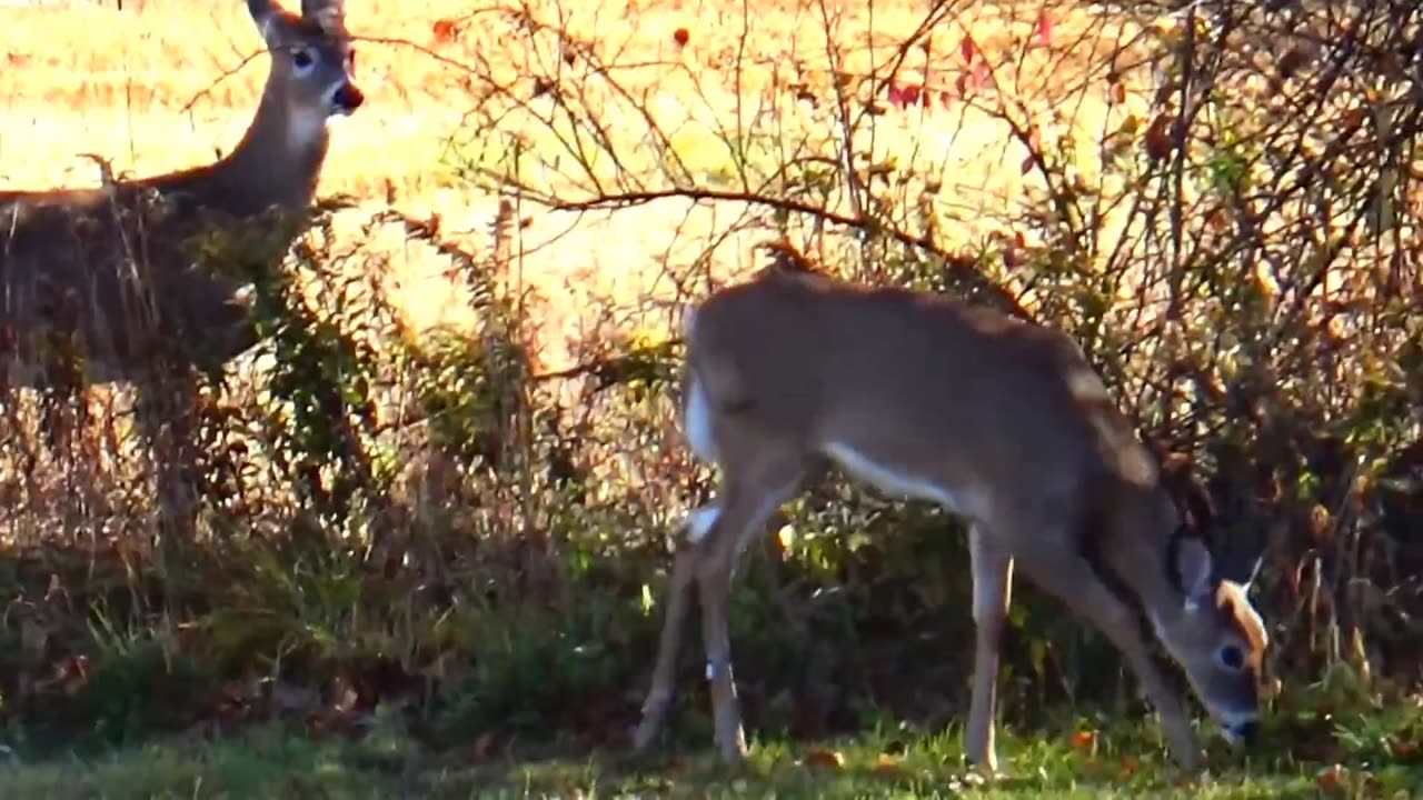 White-tailed deer