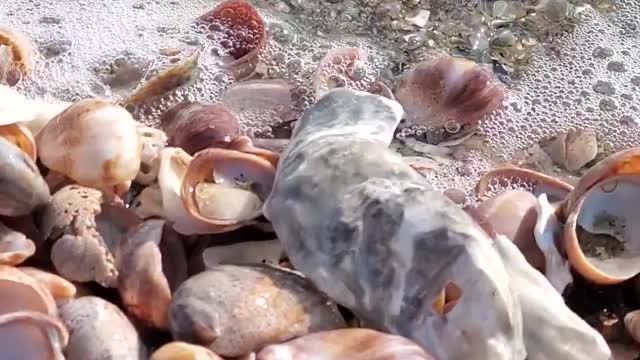 Sea Shore waves over sea shells