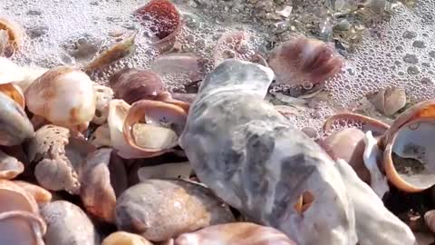 Sea Shore waves over sea shells