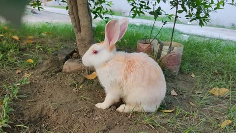 The cute rabbit playing and eating under the tree