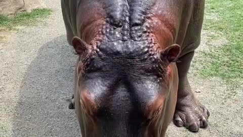 hippo