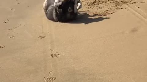 Beach King Husky: This Is My Turf!