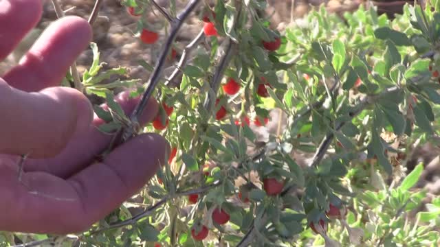 Nature's Superfood! Wild Goji Berry