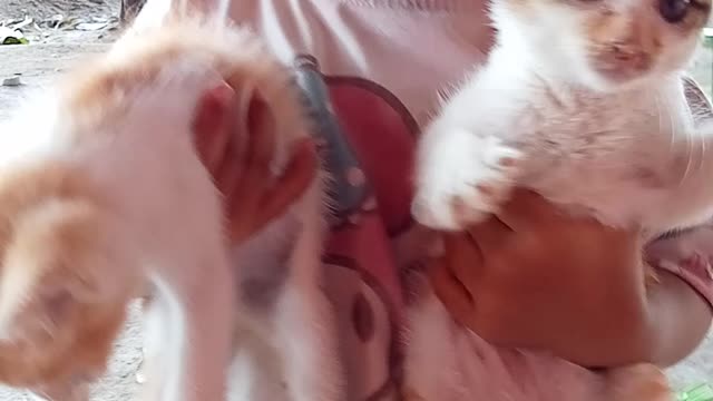 beautiful cat
