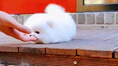 Lovely little pet！