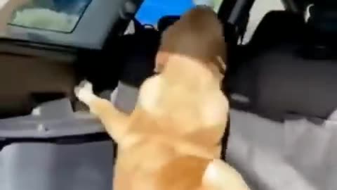 Cute Cat Videos