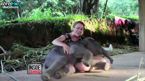 Baby Elephant Surprises Caretaker with a Hug