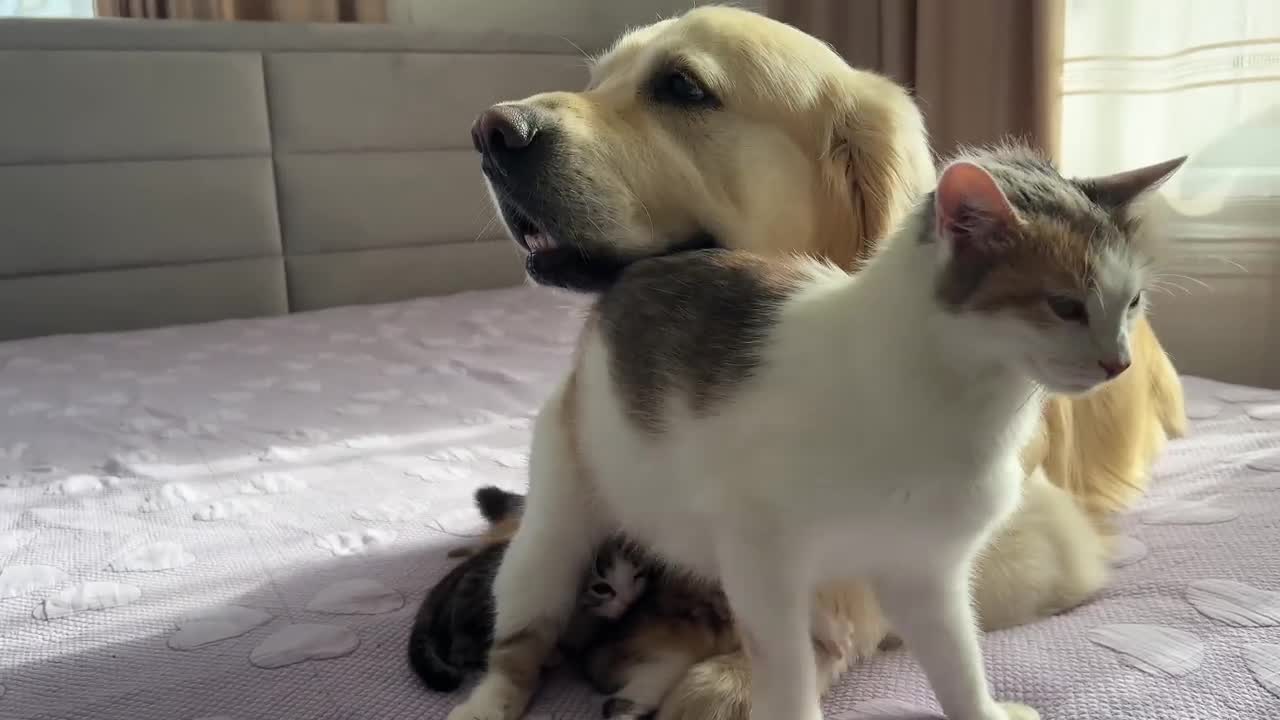 Mom Cat Entrusts Her Babies to a Friendly Golden Retriever