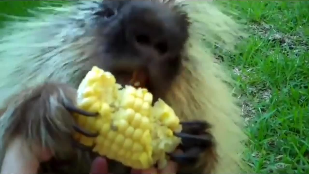 Did he say 'Thank you' or 'F u' twice Credit- Damnthatsinteresting-redditFollow @animalmemesunion
