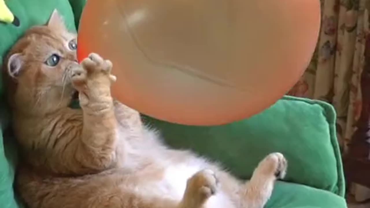 Cat With Balloons