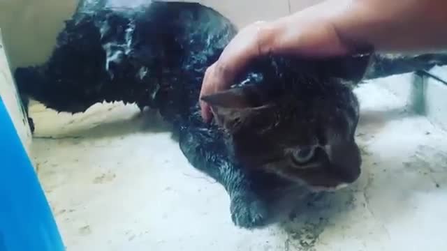 CAT SAYS IT HURTS ME