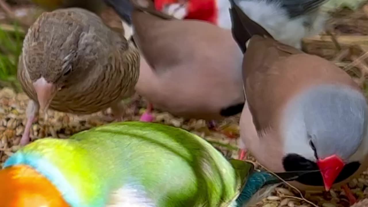 Gouldian finch and red crested cardinal