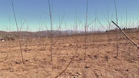 Picking Billions Of Plums In California