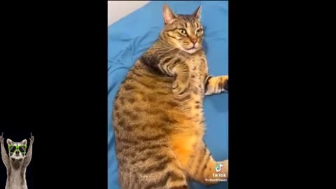 Funny video of Animal