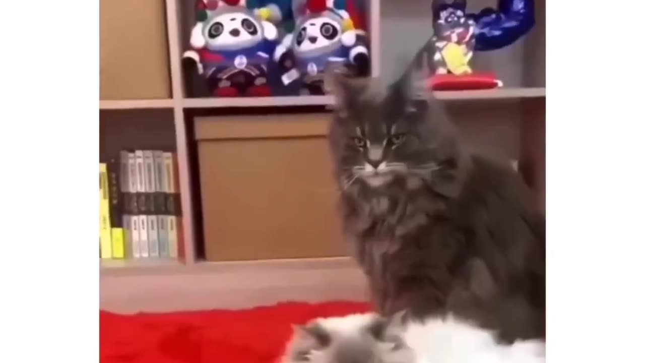Cats romance