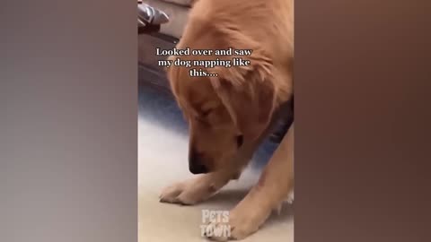 Funny dogs compilation-Best video to watch