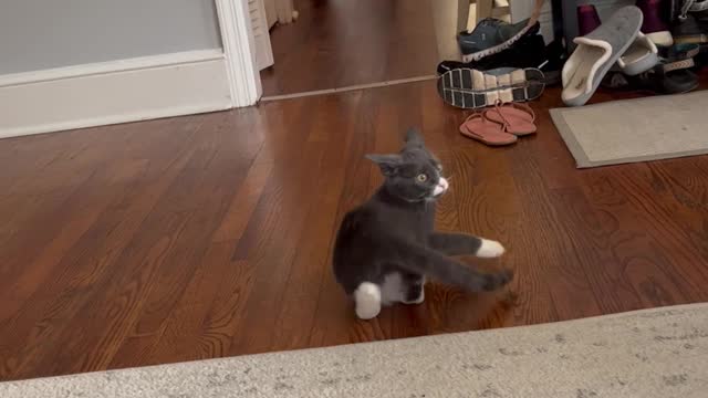 Porkchop the Kitten Responds to Cat Translator App