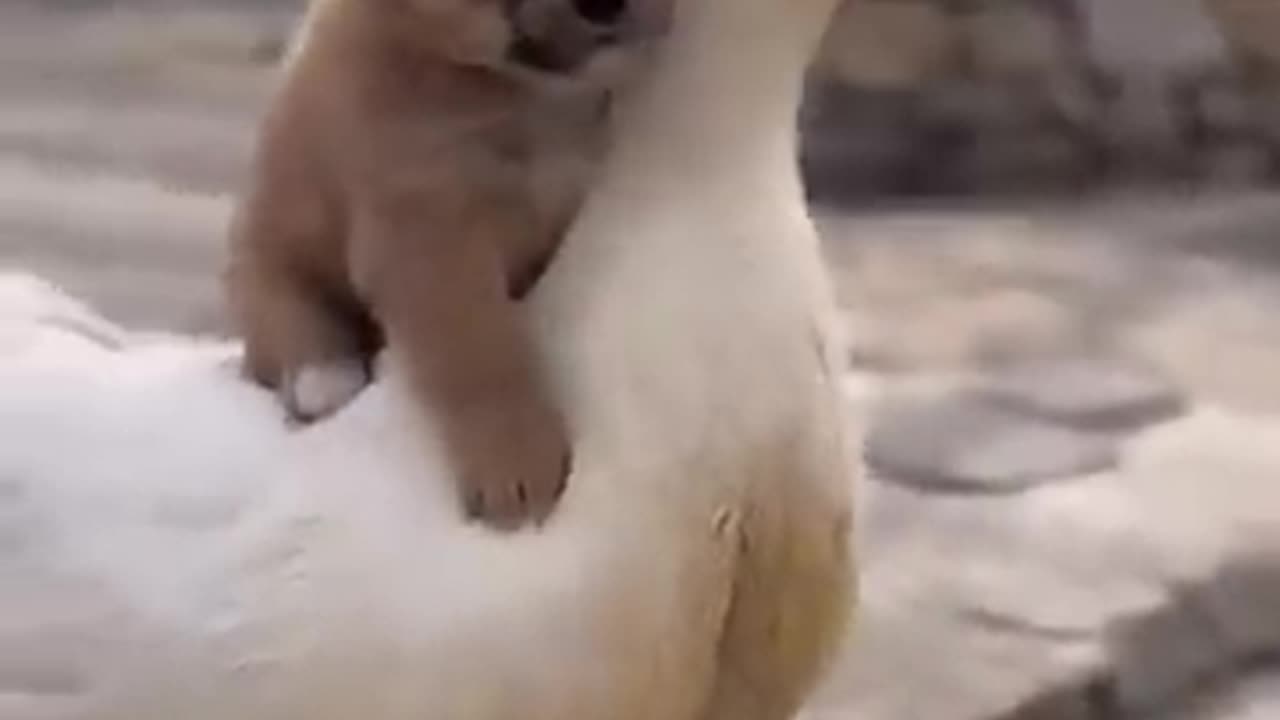 Dog and Duck funny Video