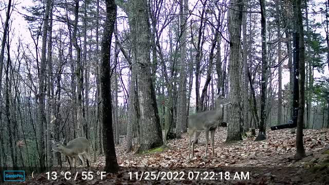 The Woods – 11/25/2022