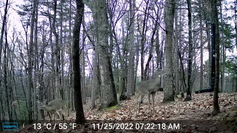 The Woods – 11/25/2022