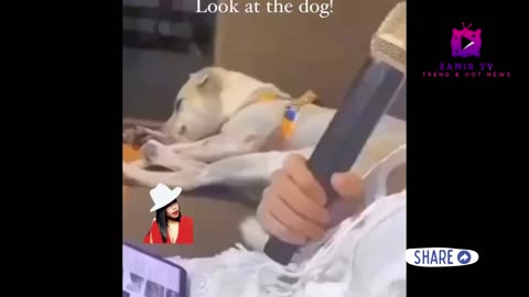 TRY NOT TO LAUGH! Part 2😆😂 #FunnyVideos #ComedyGold #LOL