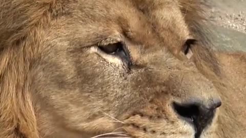 King Close Up