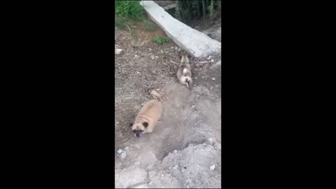 Funny animal videos 2023 - Funny cats/dogs - Funny animals Part1/Haypyy Pett
