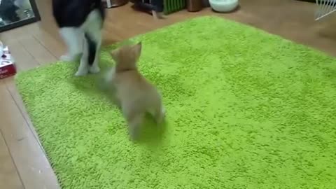 Funny Animal Cats Adopting Baby Birds Compilation