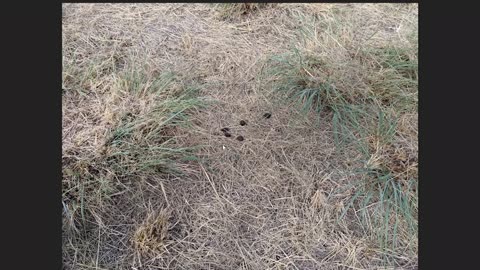 Guided Walk - Coffey Road Revegetation Project Part 1