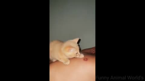 Funny videos cats and dogs -try not to laugh