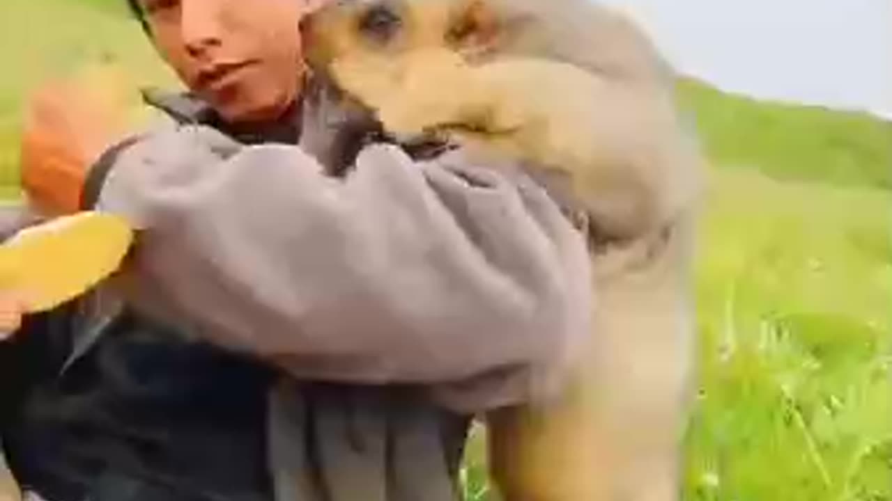 Cute wild animal bobak marmot or prairie dog eating cookies yummy