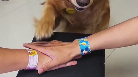 Dogs funny animal video 😂