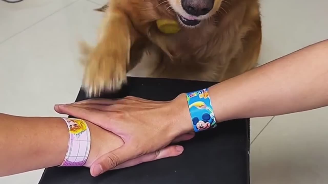 Dogs funny animal video 😂