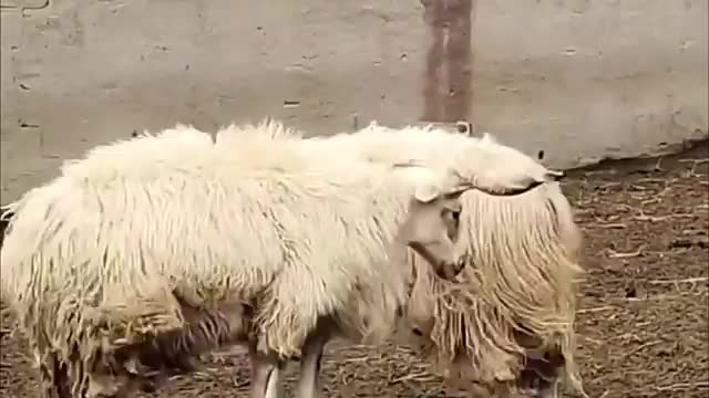 Amazing! Tibetan special sheep fight🤜🏽😱🤛🏽_Cut